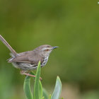 Birdwatching Birdwatching